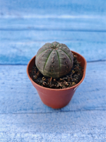 Euphorbia Obesa (Эуфорбия)