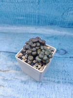 Aloinopsis schooneesii (Алоинопсис)