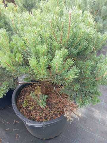 Сосна обыкновенная Ватерери С10 80-100