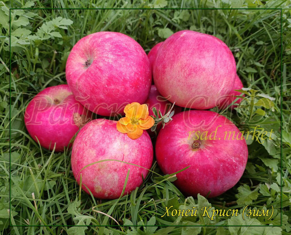Яблоня Хоней Крисп, Хани Крисп (Honeycrisp)