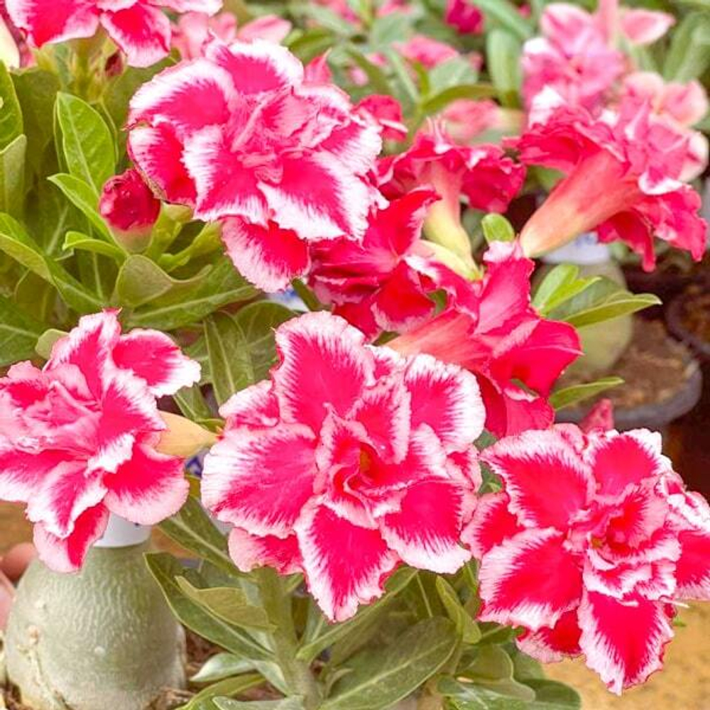 Адениум RAINBOW