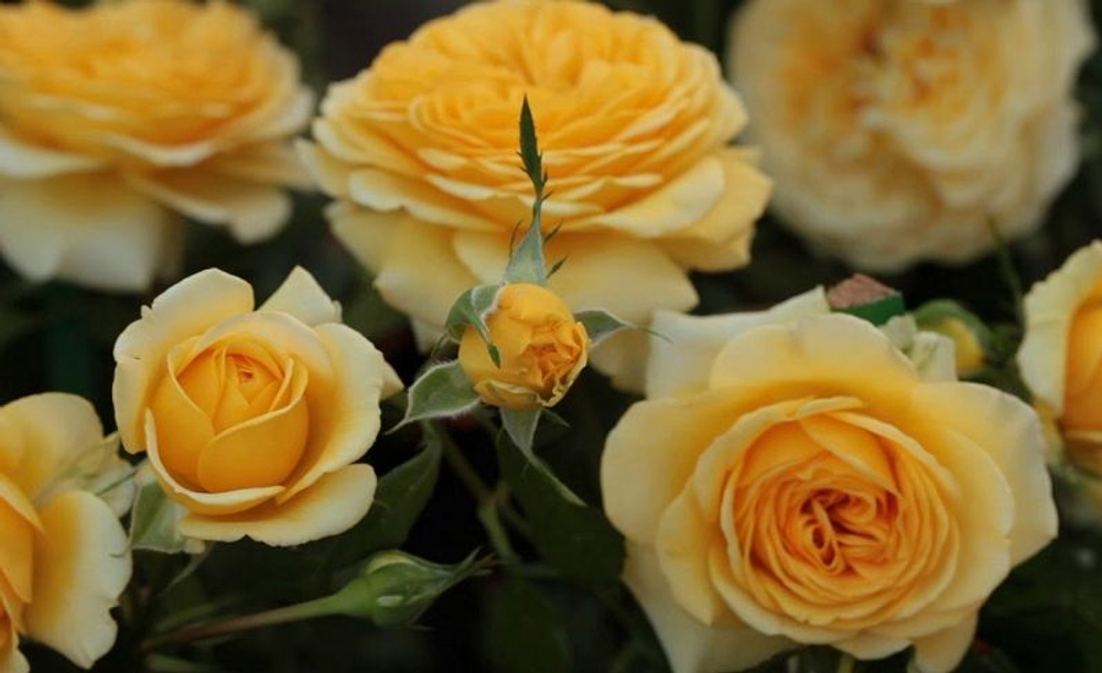 Роза Инка С7 Закупка М57 июнь 2026