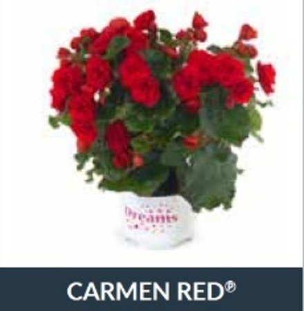 Бегония BK Collection Carmen Red ОКС Укорененный черенок. 1-10 марта
