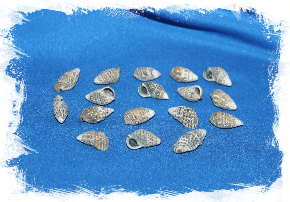 Насса тревиата