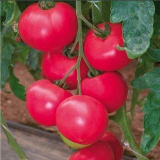 Томат Розалин F1 500 (семян)