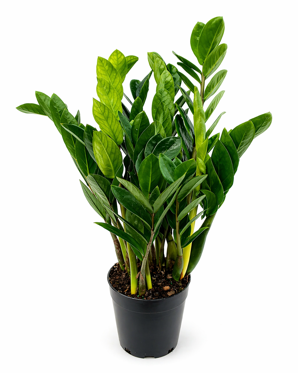 Замиокулькас (Китай)