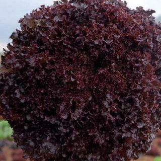 Салат Бакус 5000 драже