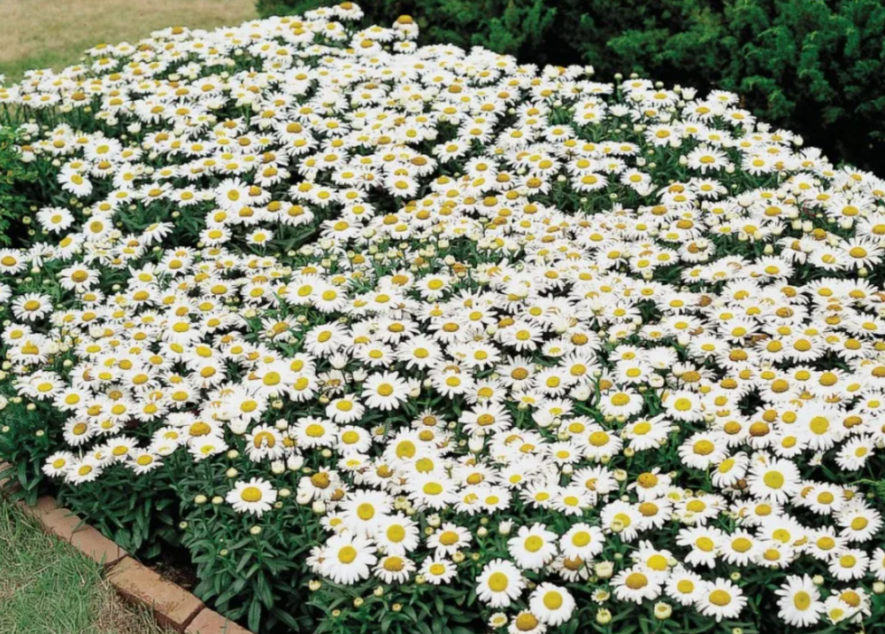 Нивяник наибольший Дварф Сноу Леди в контейнере 0,5 литра июнь