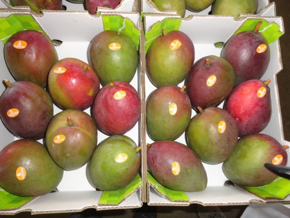 манго сорт "Tommy Atkins" - Бразилия