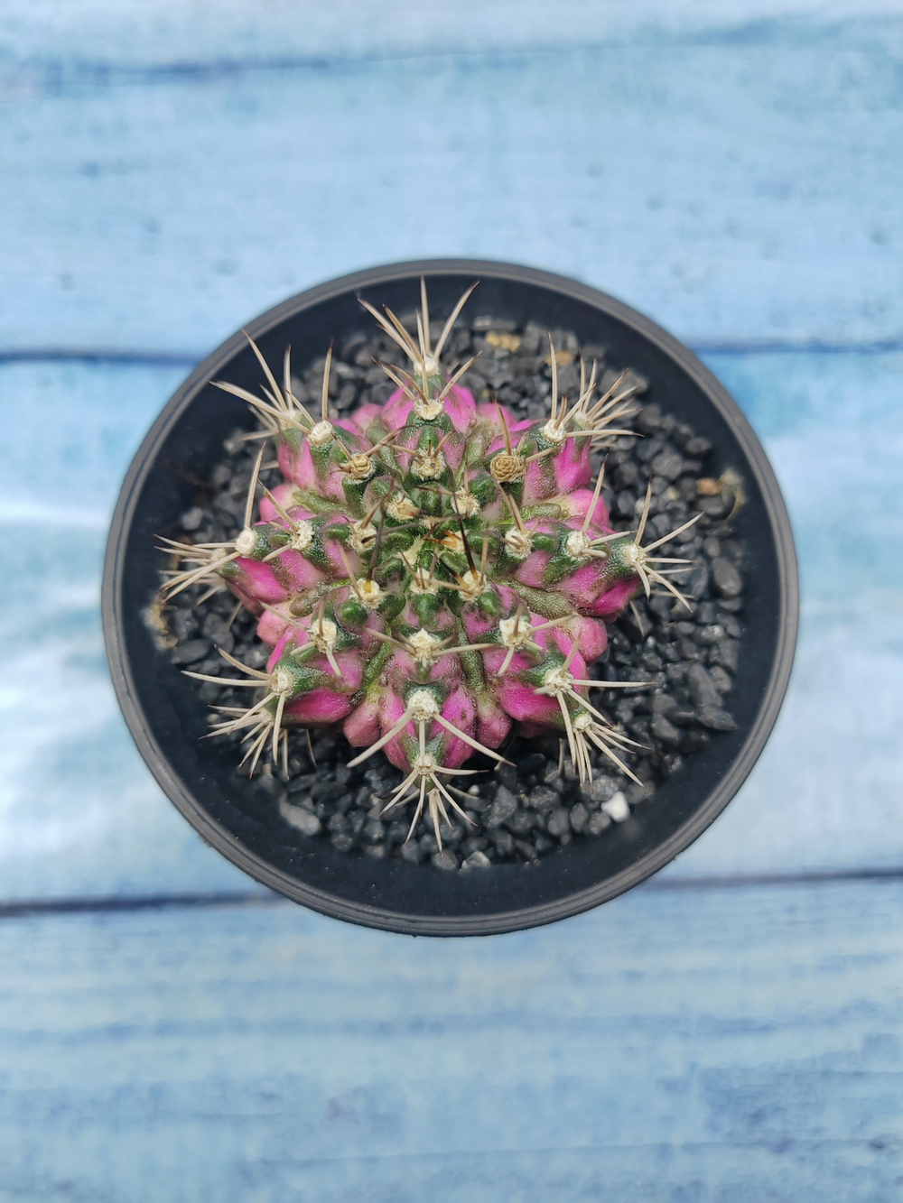 Gymnocalycium T-Rex Pink hybride (Гимнокалициум T-rex)