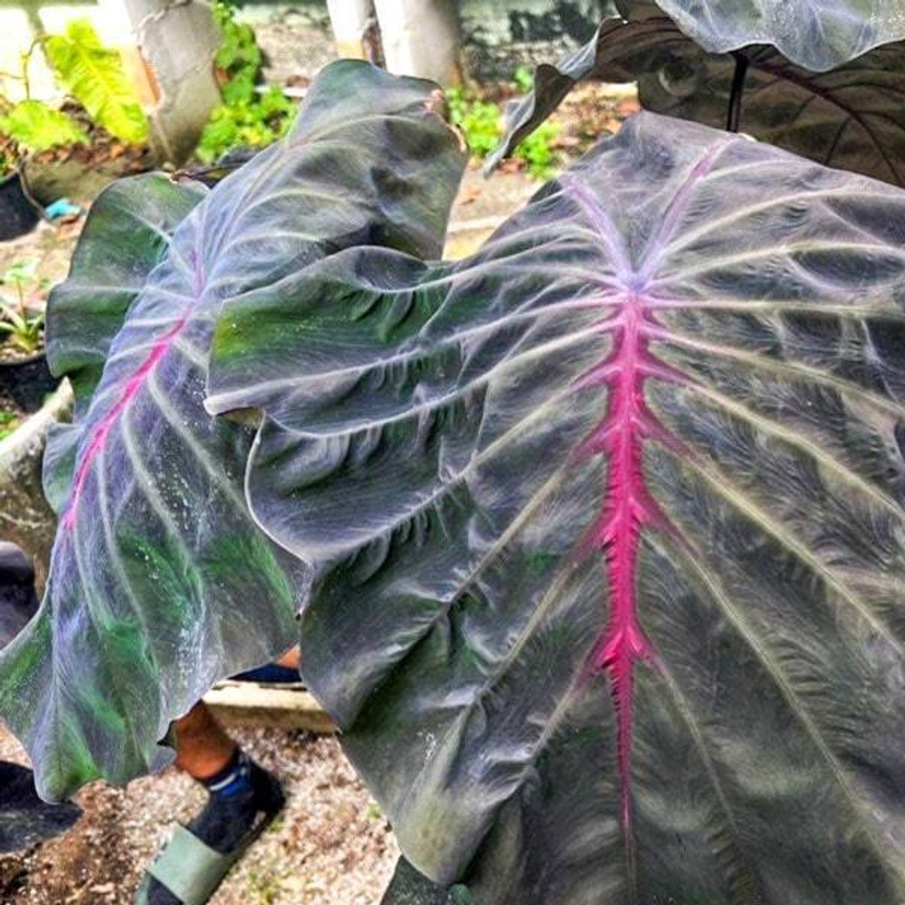 Колоказия DEVIL CROW