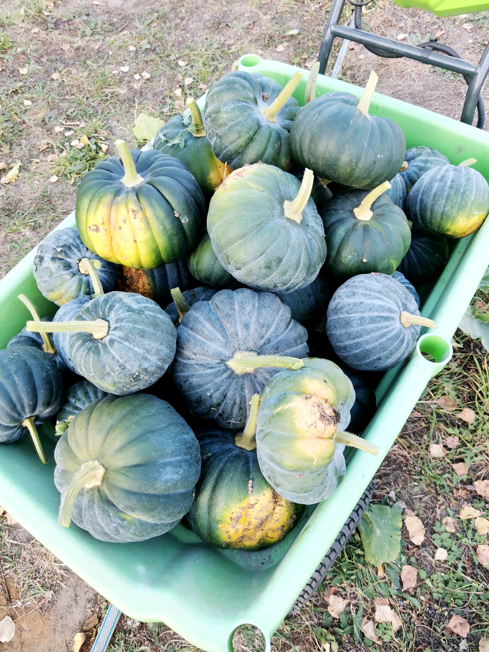 Японская Тыква Кабоча Хризантемка Кикудза - 菊座かぼちゃ