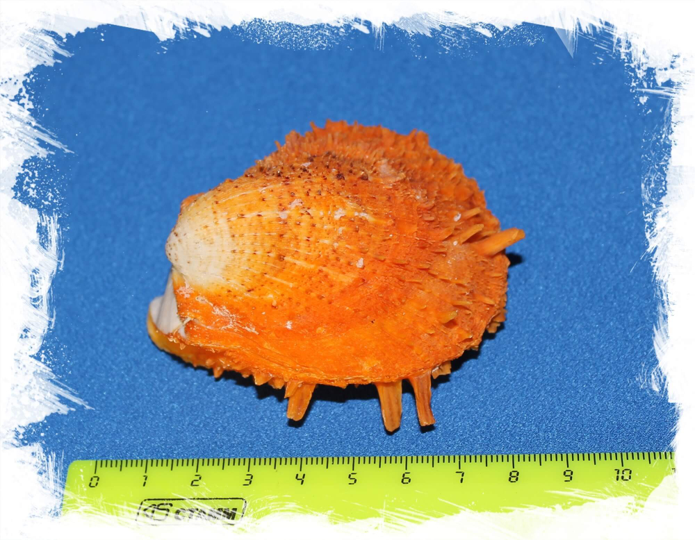 Спондилус Барбатус размер