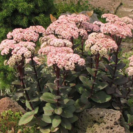 Седум (Sedum) Matrona