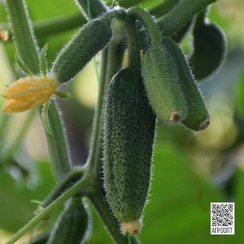 Трилоджи F1 семена огурца партенокарпического (Rijk Zwaan / Райк Цваан)