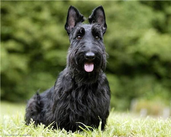 Скотч-терьер (шотландский терьер)