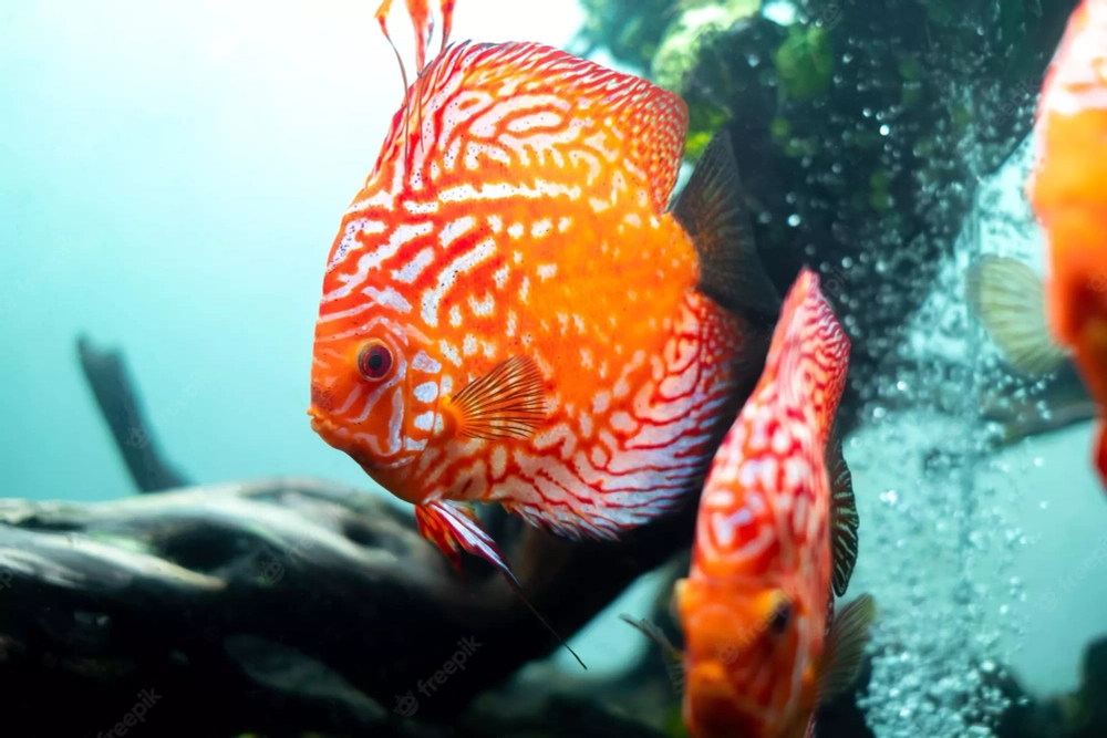 Symphysodon aequifasciatus (Дискус равнополосый)