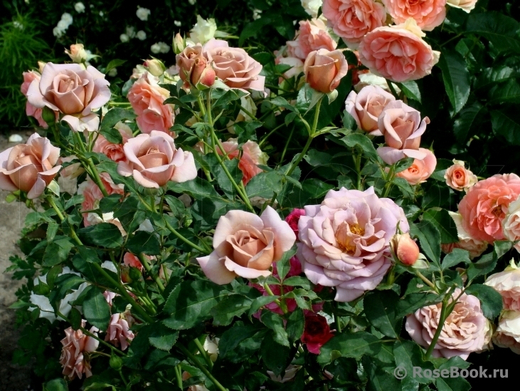 Роза Коко Локо С4 Закупка М16 июнь 2026