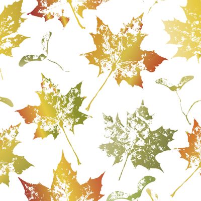 Осенние листья клёна на белом