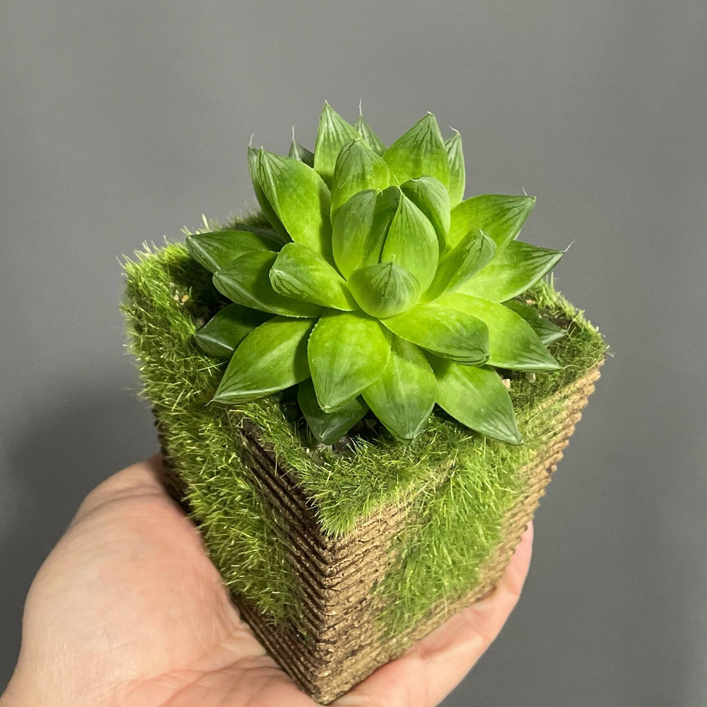 Хавортия (Haworthia limifolia)