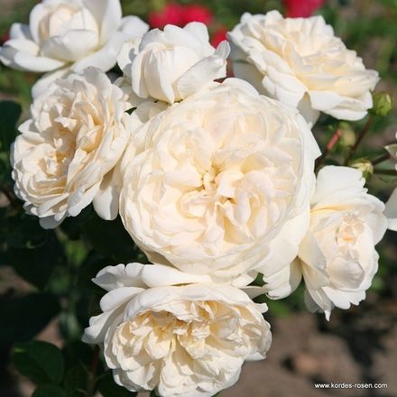 Саммер Меморис (Summer Memories)