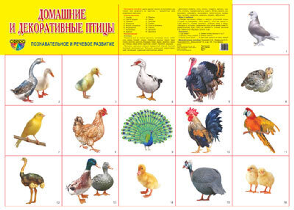 Плакат " Домашние и декоративные птицы "