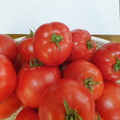 Хантер F1 семена томата детерминантного (Sakata / Саката)