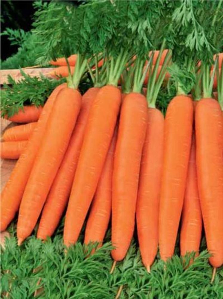 Морковь Ромоса  2г.