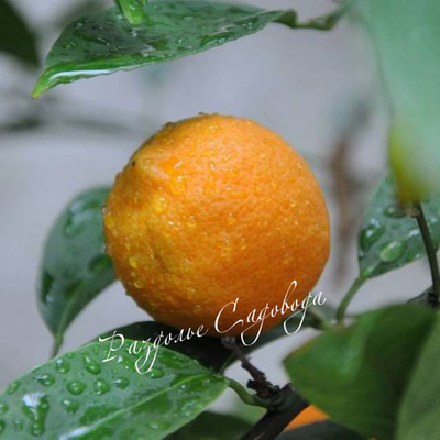 Лайм Рангпур (Rangpur Lime ) (горшок 2л)