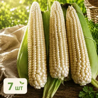 Кукуруза деревенская / 7 початков