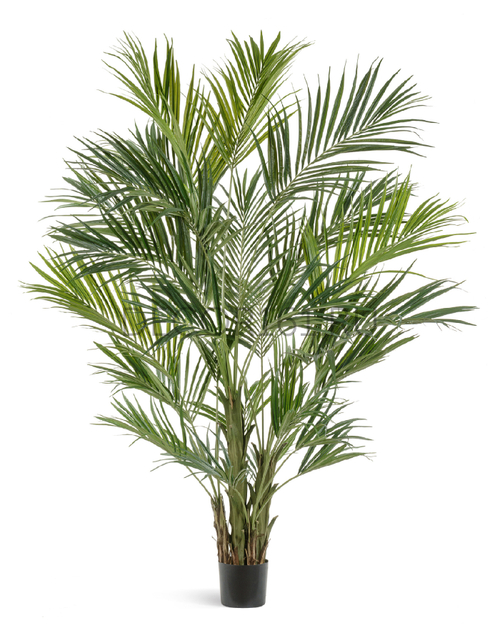Пальма Кентия (Ховея) де Люкс в-260 см 1/1 10.1345XL