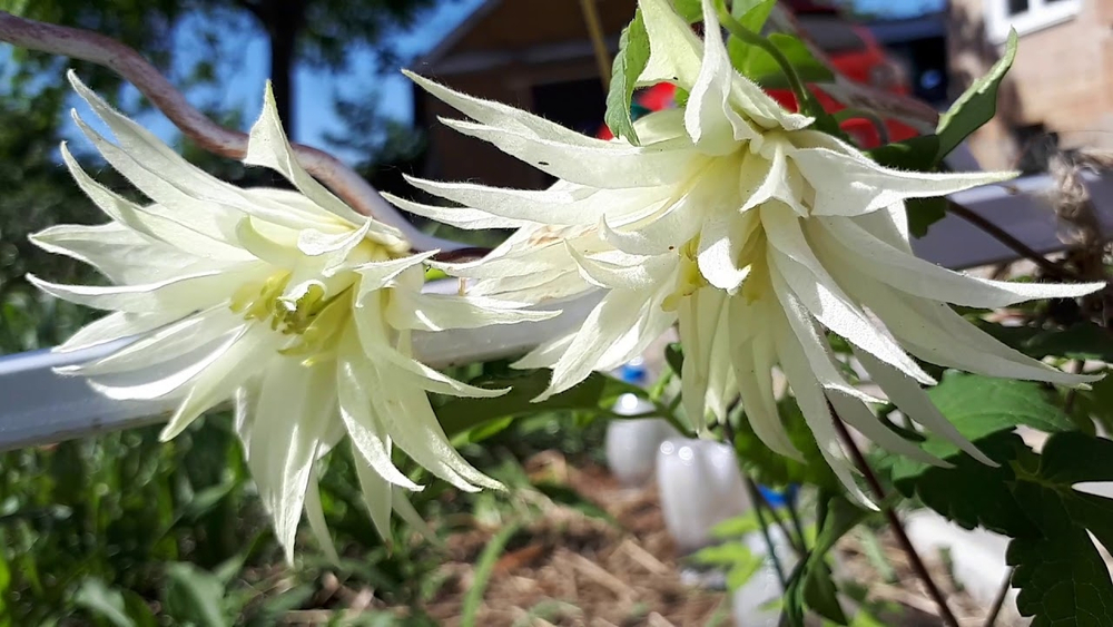 Княжик Lemon Dream (Лемон Дрим) Стандарт поставки Р9