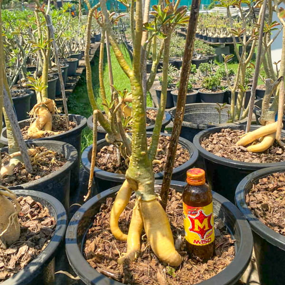 Адениум обесум GOLDEN ROOT s.12"