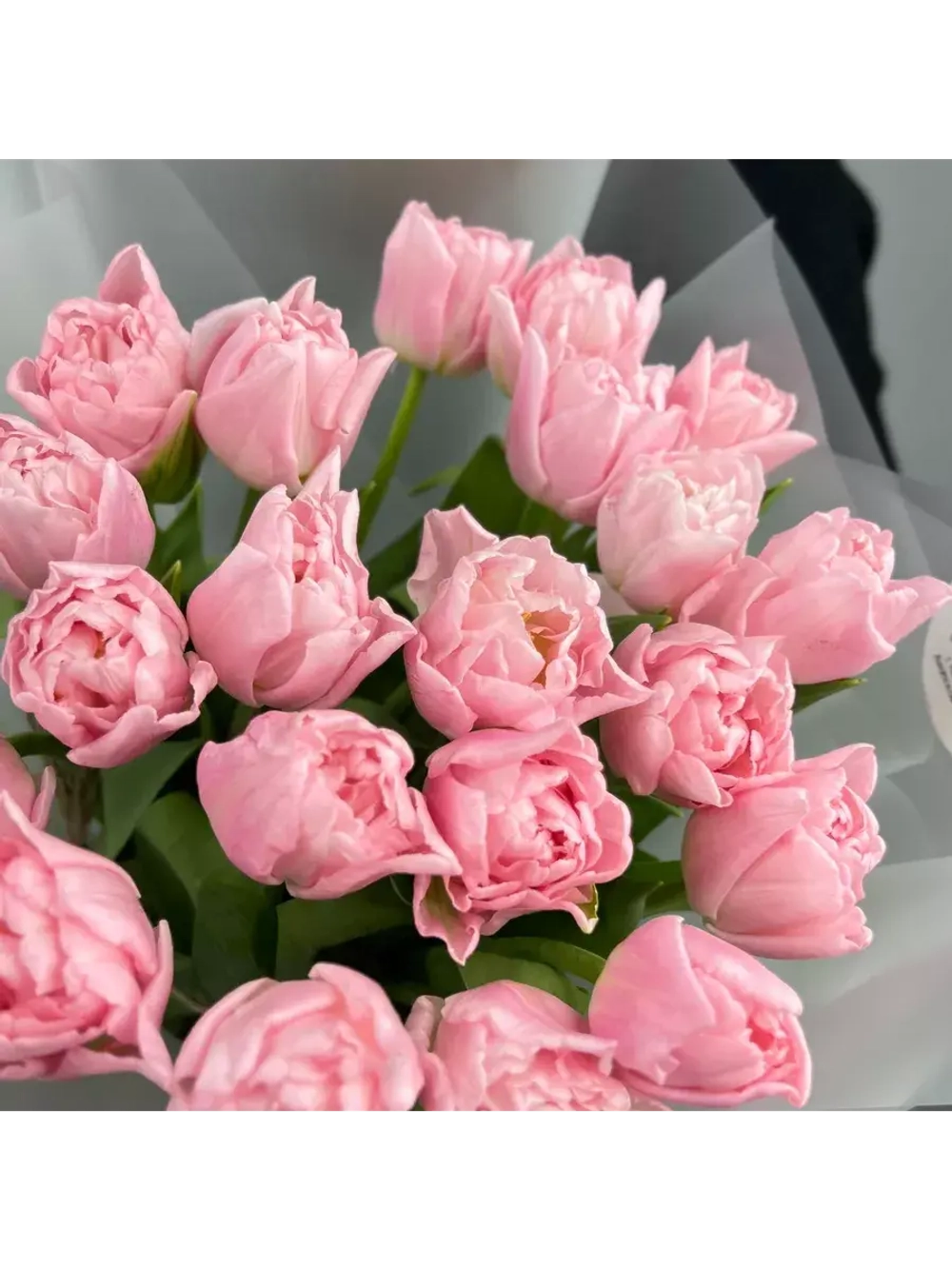 Тюльпаны пионовидные ,луковицы сорт DREAMER (4 штук)