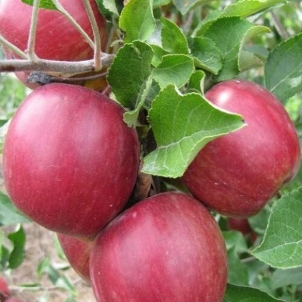 Яблоня Московское Ожерелье (Колоновидная)