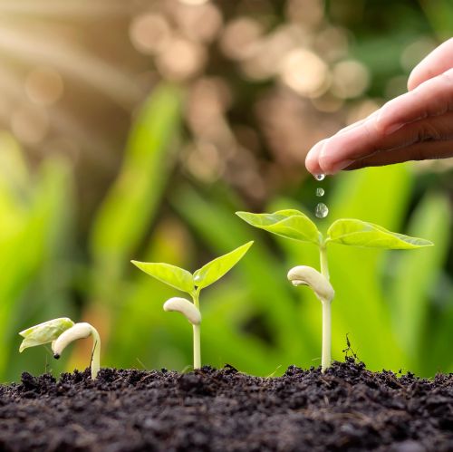 nurturing-plant-growth-min.jpg