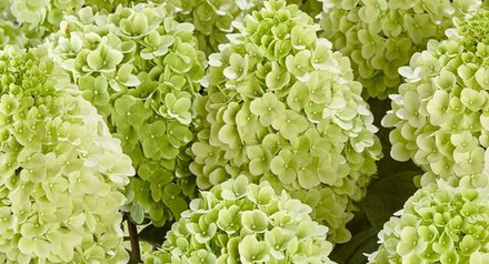 Гортензия метельчатая Панцетта (Hydrangea paniculata Pancetta)