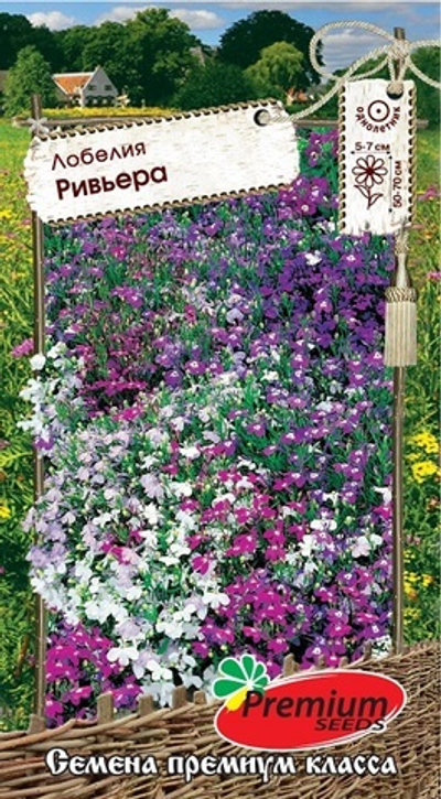 Лобелия Ривьера