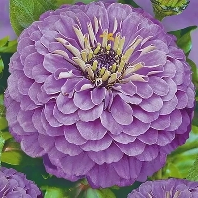 Семена Циния Лаванда 0,5г