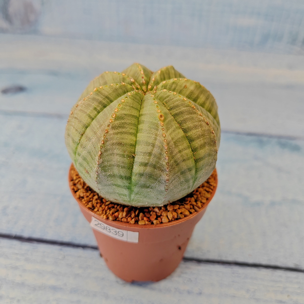 Euphoria Obesa (Эуфорбия)