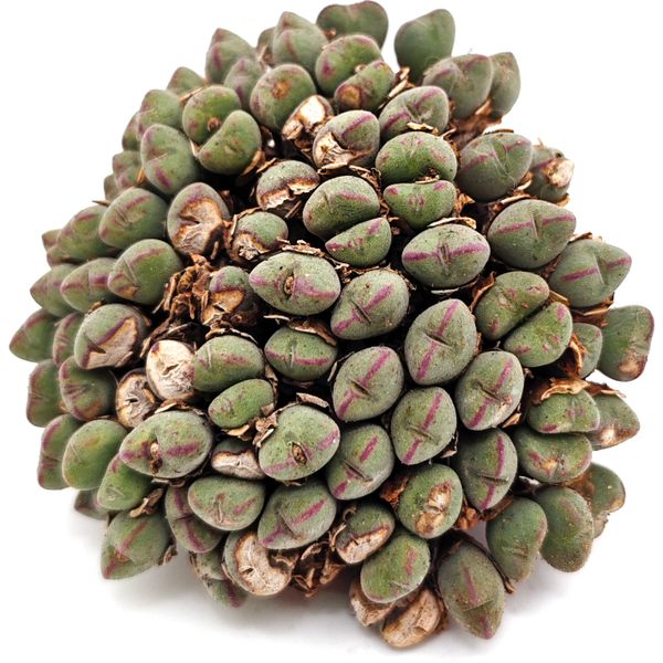 Конофитум Луизеи кластер