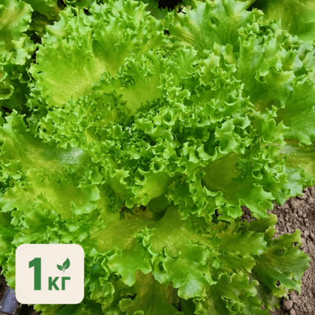 Фотография Салат листовой Батавия БИО / 1 кг купить в магазине Афлора