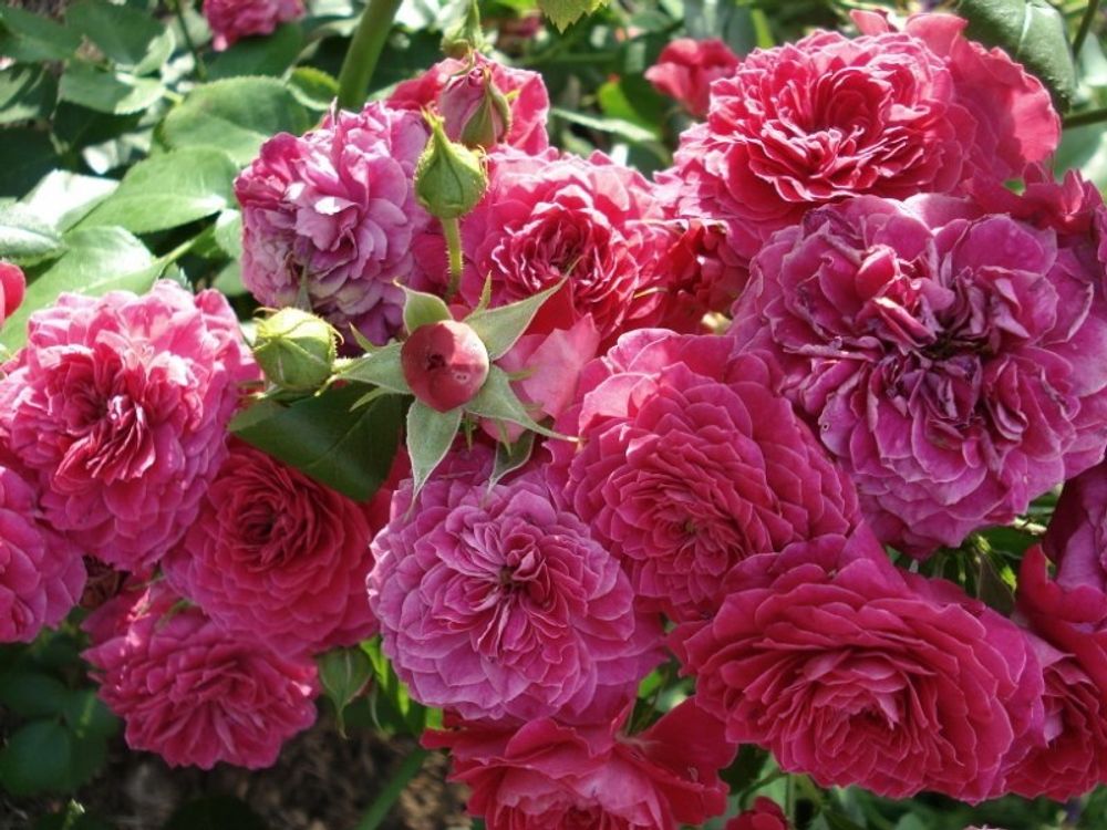 Доменде Сан Жанде Борегар (Domainese St Jean De Beauregard)