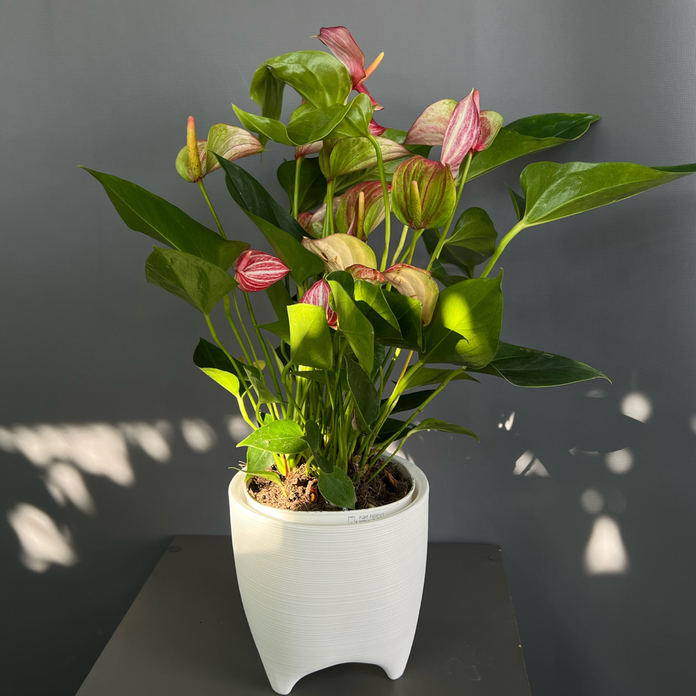 Антуриум Delicata