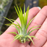 Тилландсия ionantha Fuego Thin S (T36)
