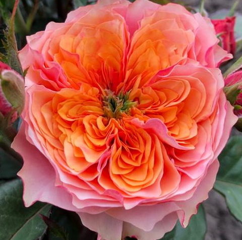 Роза чайно-гибридная Кенсингтон Гарден