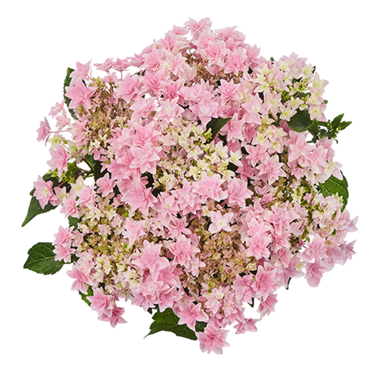 Гортензия крупнолистная (Macrophylla) Floria Pink 9 шт.