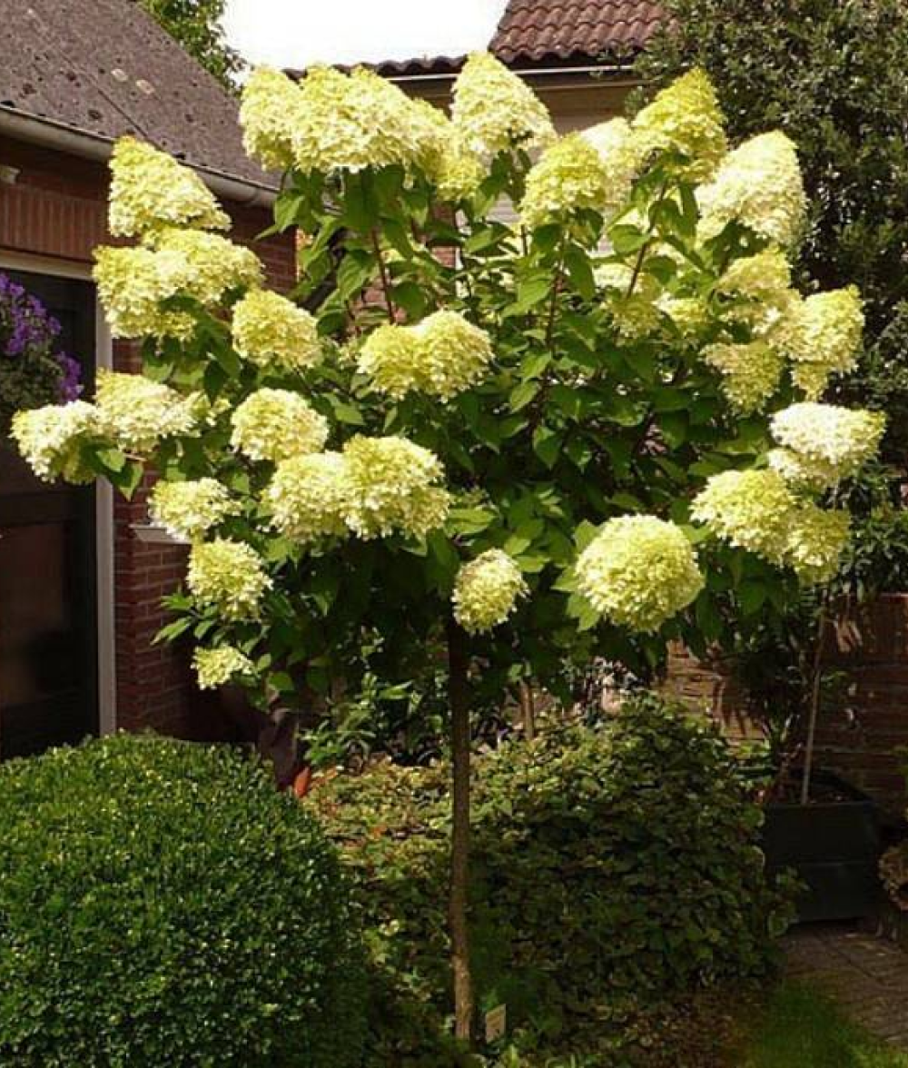 Гортензия метельчатая Лаймлайт штамб 90-100 см Закупка М32 Июнь 2026