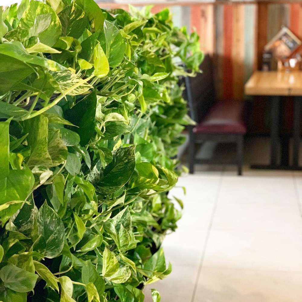 19.06. Вертикальное озеленение живыми растениями с помощью фитомодулей Hydro Falls. г.Новороссийск