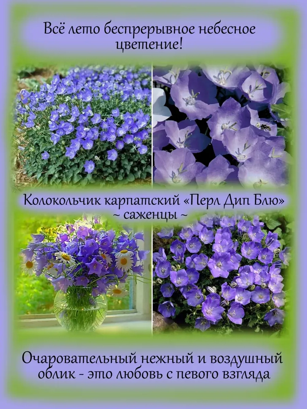 Колокольчик карпатский Перл Дип Блу синий